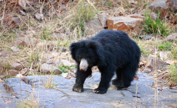 Sloth bear