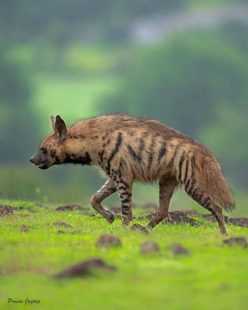 Striped hyena