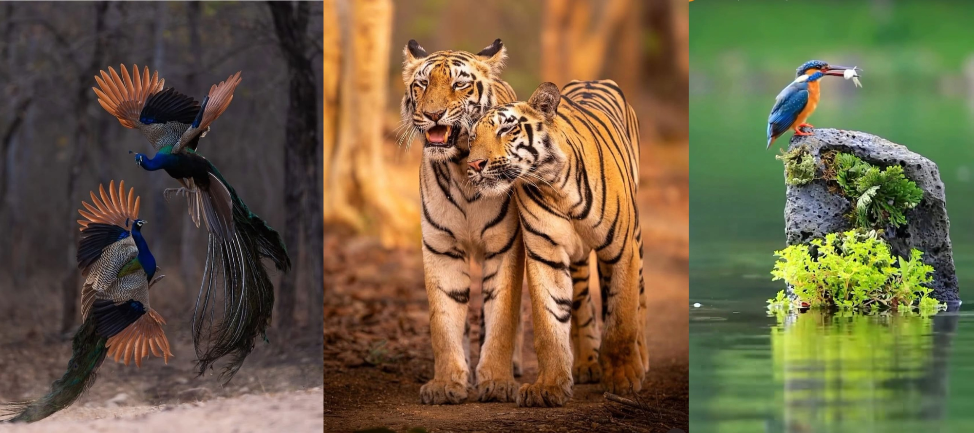 Bundi Wildlife Weekend